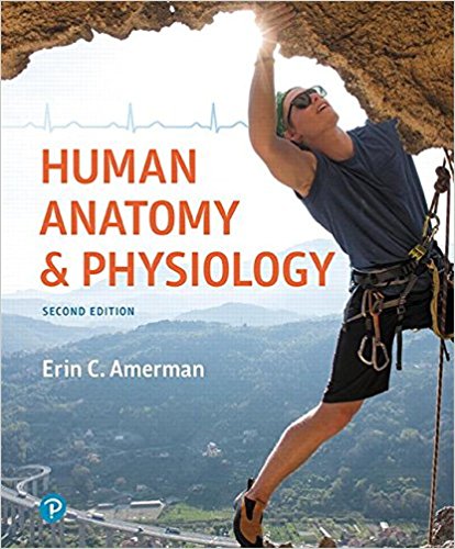 Test Bank for Human Anatomy and Physiology 2nd Edition Amerman