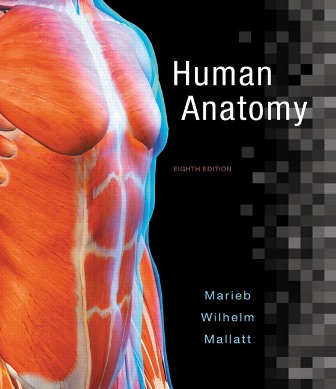 Test Bank for Human Anatomy 8th Edition Marieb