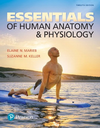 Test Bank for Essentials of Human Anatomy and Physiology 12th Edition Marieb
